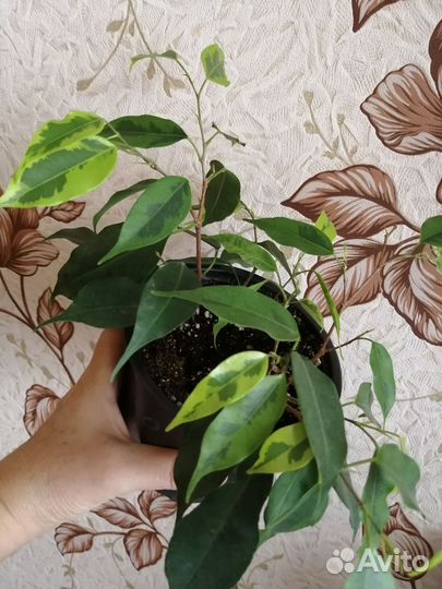 Фикус бенджамина