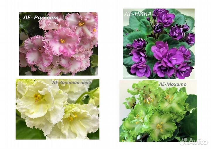 Детки сортовых фиалок