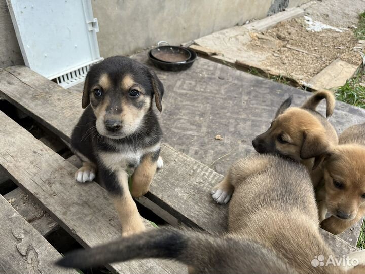 Щенки