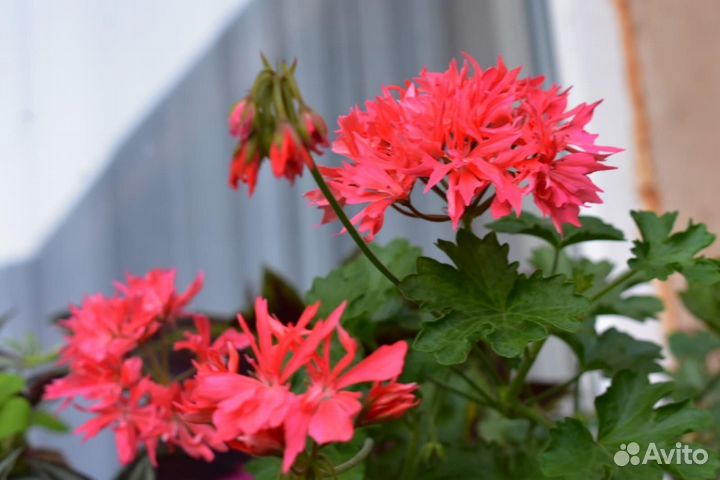 Пеларгония