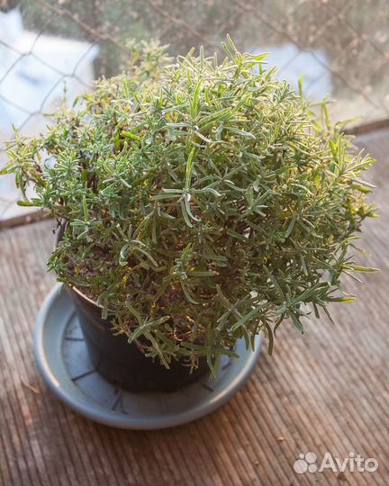 Лаванда сорта Манстед саженцы