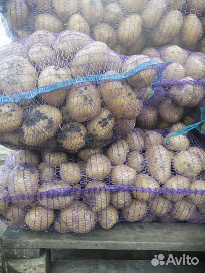 Крупный картофель