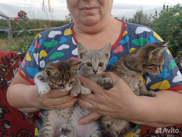 Кошки в добрые руки бесплатно