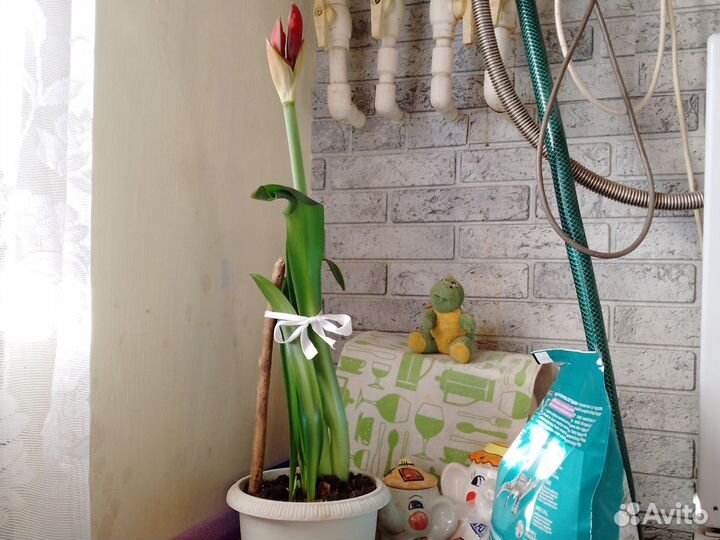 Амариллис темно красный