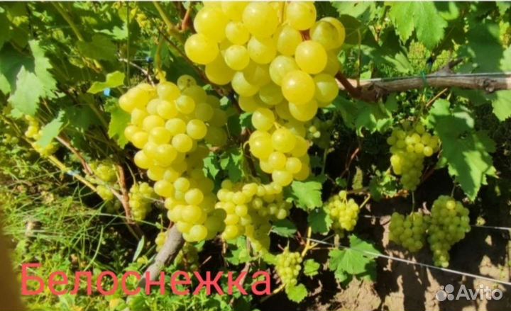 Виноград