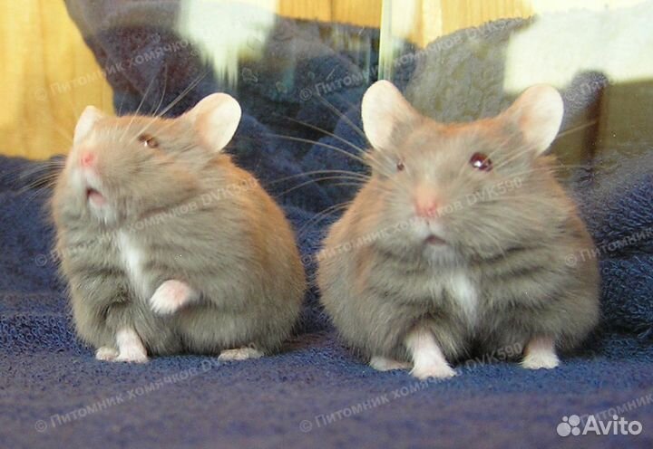 Хомячок с белым галстучком и носочками