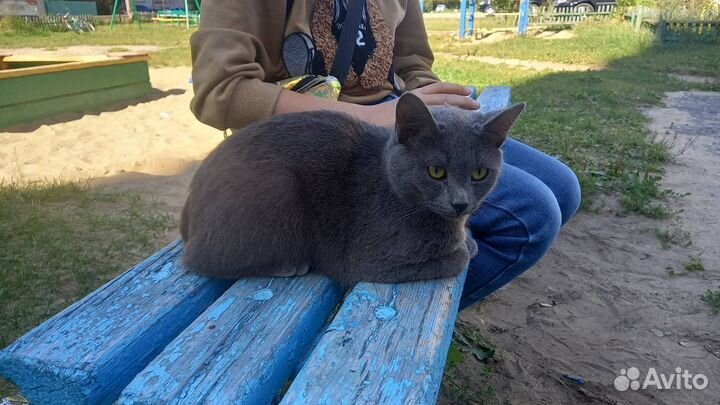 Найден кот
