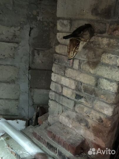 Рыба, голова щуки тпофейная сушеная