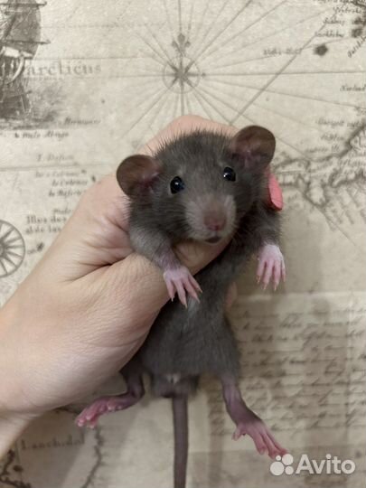 Крысята Дамбо много окрасов