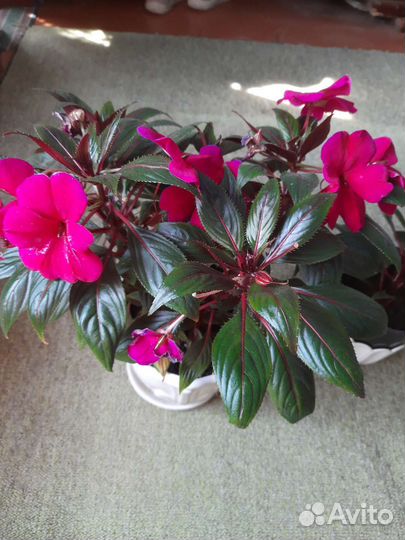 Бальзамин Новогвинейский