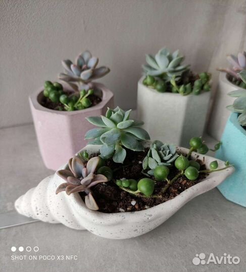 Суккуленты в бетонных горшочках
