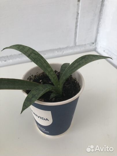 Сансевиерия