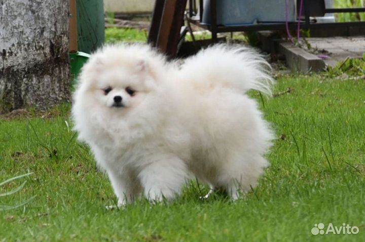 Померанский шпиц белая девочка