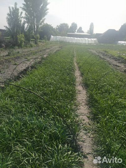 Лук джусай, дикий чеснок, джусай