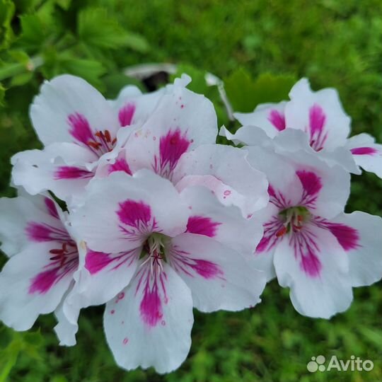 Пеларгония герань королевская