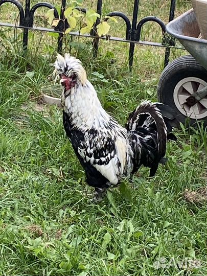 Петух павловское серебро