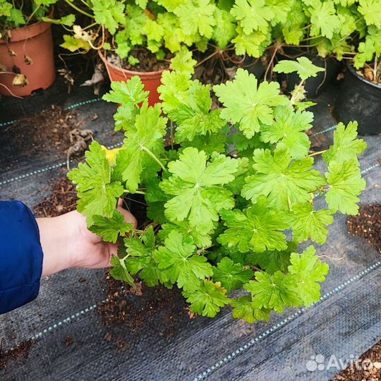 Герань крупнокорневищная почвопокровная