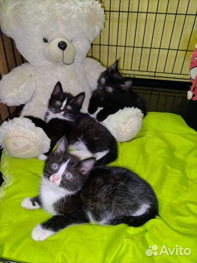 Маленькие пушистики (котята)