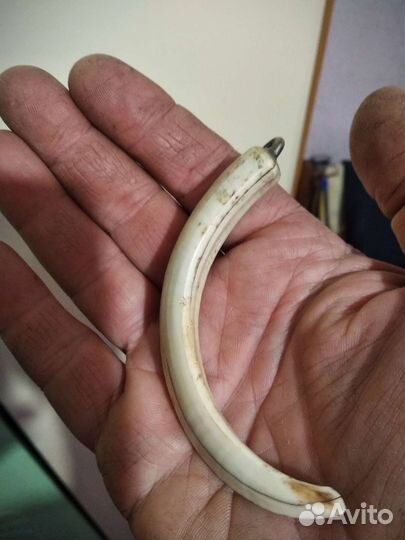 Кабаний клык