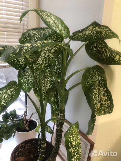 Диффенбахия отросток