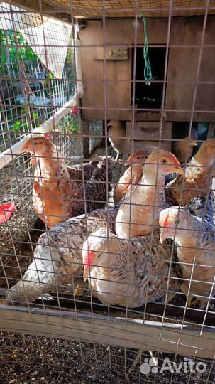 Билефельдер петушки