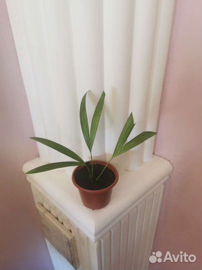 Комнатные цветы - Пальма арека укоренённые ростки