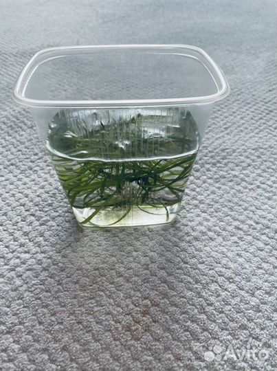 Аквариумное растение Рождественский мох