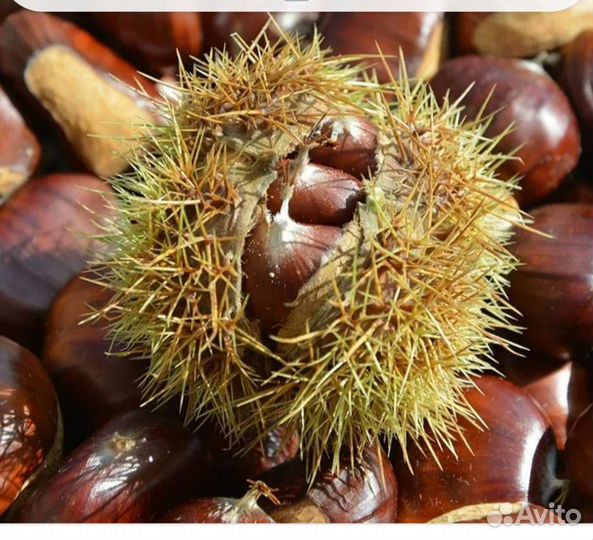 Саженцы каштана