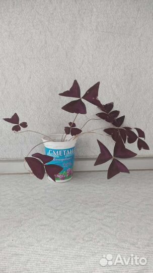 Кислица оксалис фиолетовый