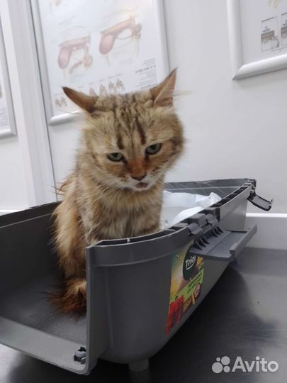 Спасите Ксюшу