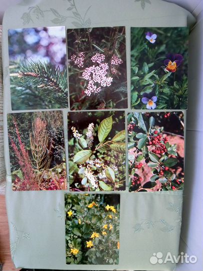 Лекарственные растения. Набор открыток