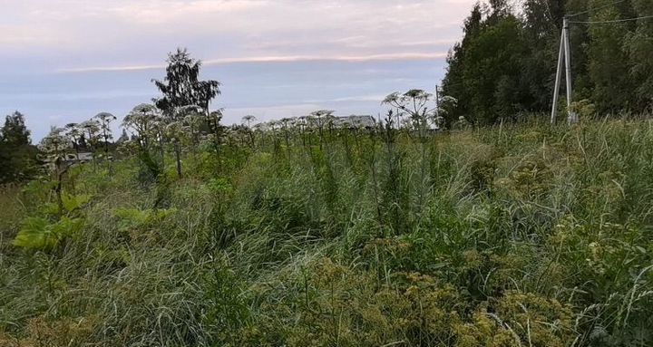 Участок 14,9 сот. (ИЖС)