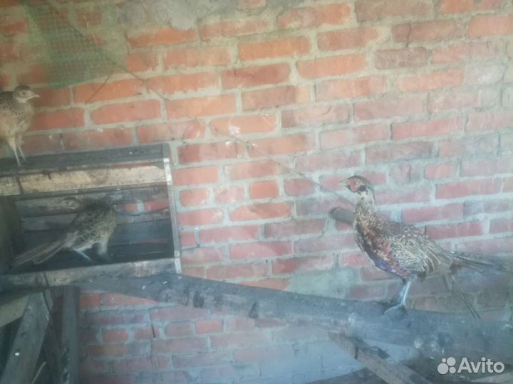 Фазаны разных видов