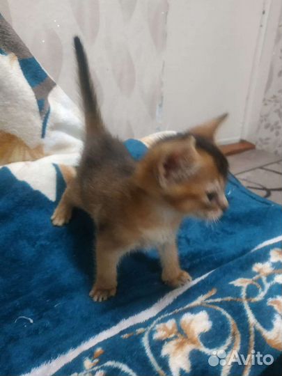 Абиссинские котята