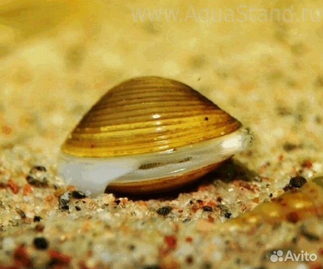 Улитка Корбикула Яванская (арт. 9066)