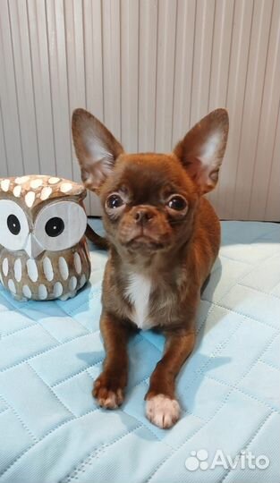 Щенки чихуахуа