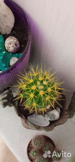 4 кактуса +горшки и кашпо- грут