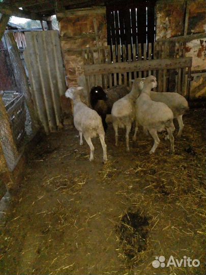 Овцы бараны