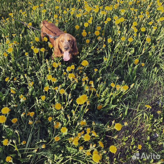 Английский кокер спаниель, кобель. Вязка