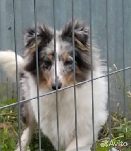 Продаю шелти