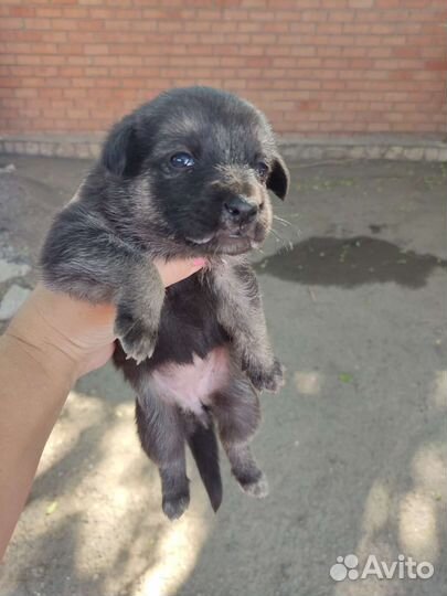 Щенкам нужен дом