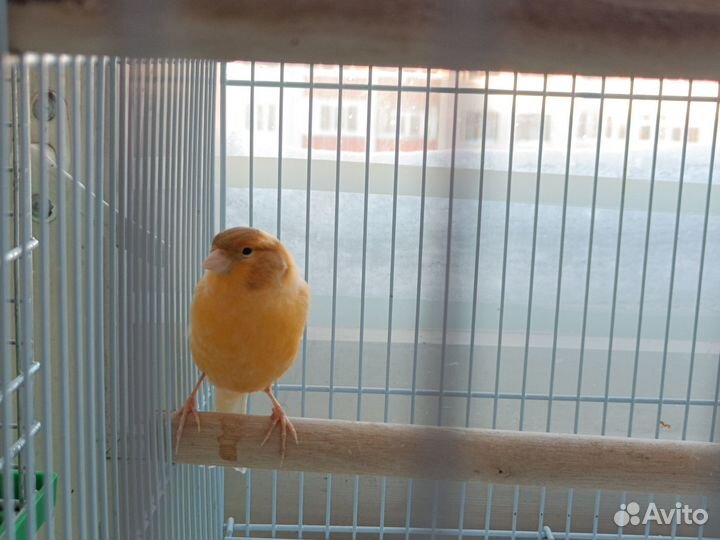 Канарейка самка