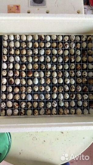 Яйцо перепелиное инкубационное