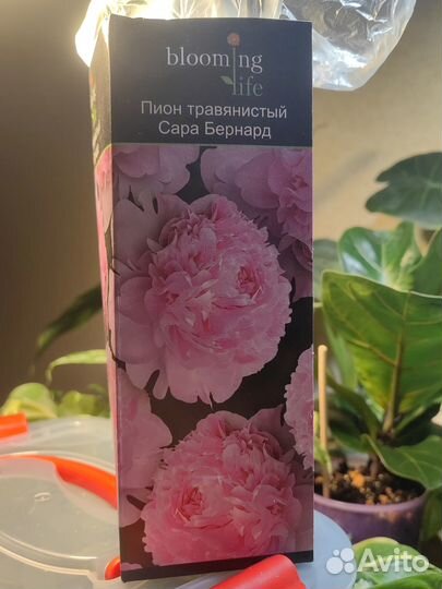 Саженец пиона сорта 