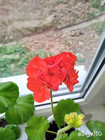 Герань рассада