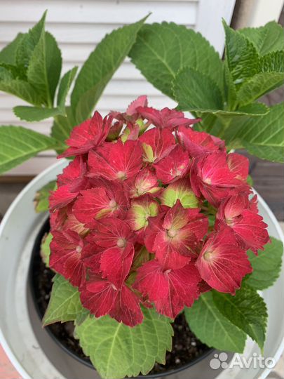 Гортензия крупнолистная саженцы