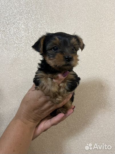 Йоркширский терьер