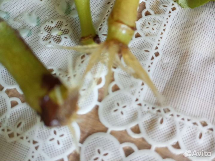 Бегония элатиор красная, глоксинии