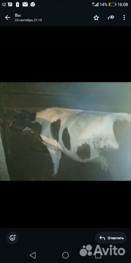 Корова и телёнок