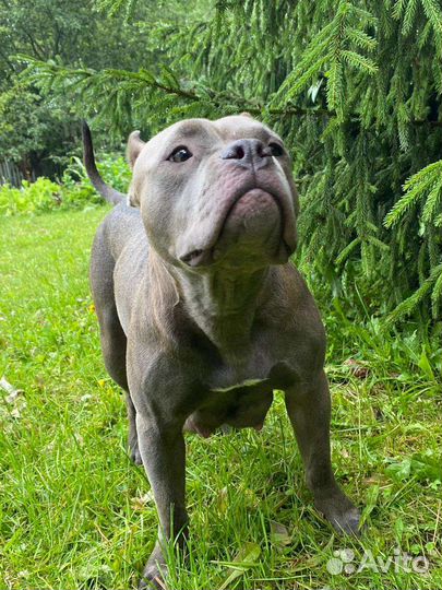 Собака амбулли